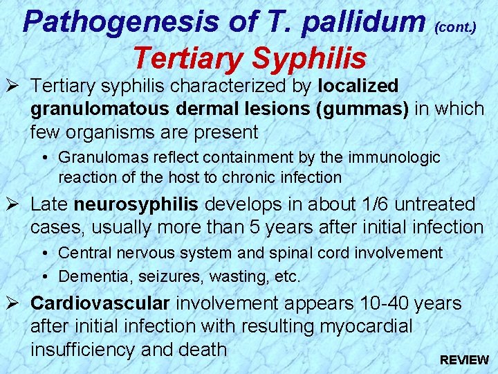 Pathogenesis of T. pallidum (cont. ) Tertiary Syphilis Ø Tertiary syphilis characterized by localized