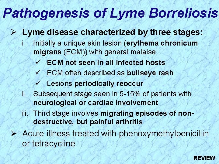 Pathogenesis of Lyme Borreliosis Ø Lyme disease characterized by three stages: i. Initially a