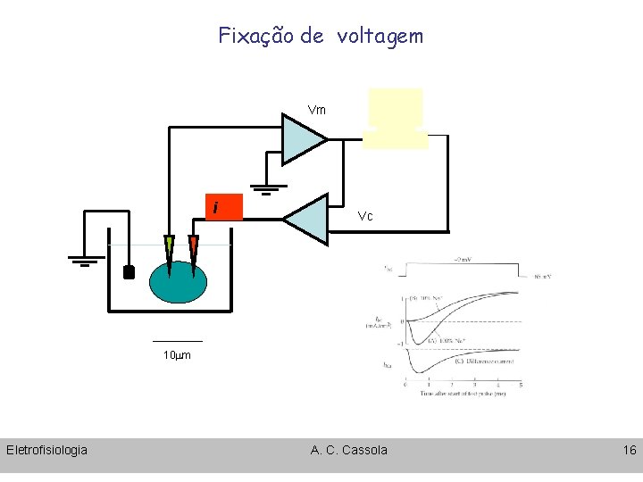 Fixação de voltagem Vm i Vc 10 mm Eletrofisiologia A. C. Cassola 16 