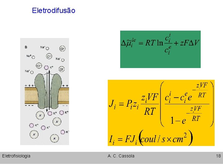 Eletrodifusão Eletrofisiologia A. C. Cassola 18 