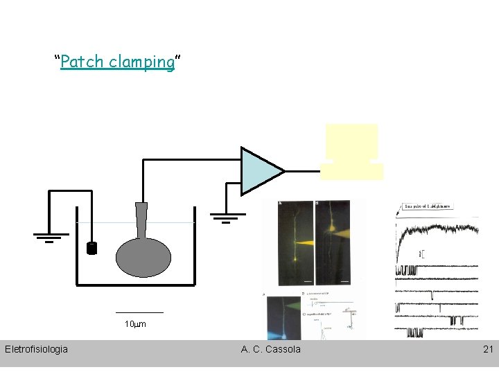 “Patch clamping” 10 mm Eletrofisiologia A. C. Cassola 21 
