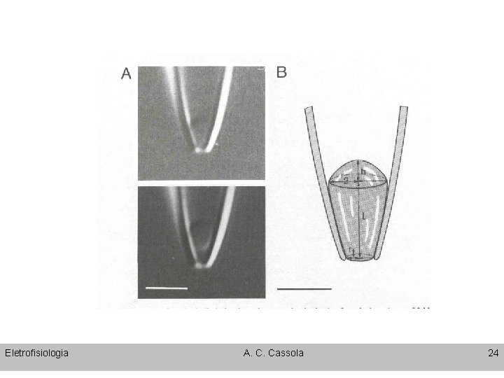 Eletrofisiologia A. C. Cassola 24 