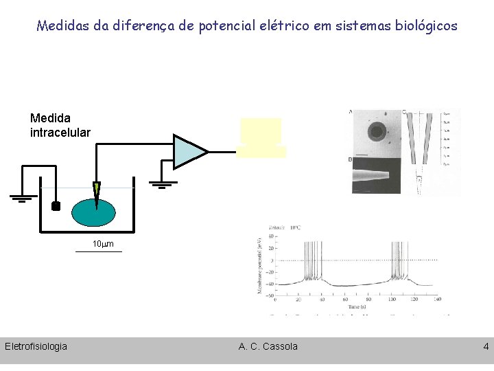 Medidas da diferença de potencial elétrico em sistemas biológicos Medida intracelular 10 mm Eletrofisiologia