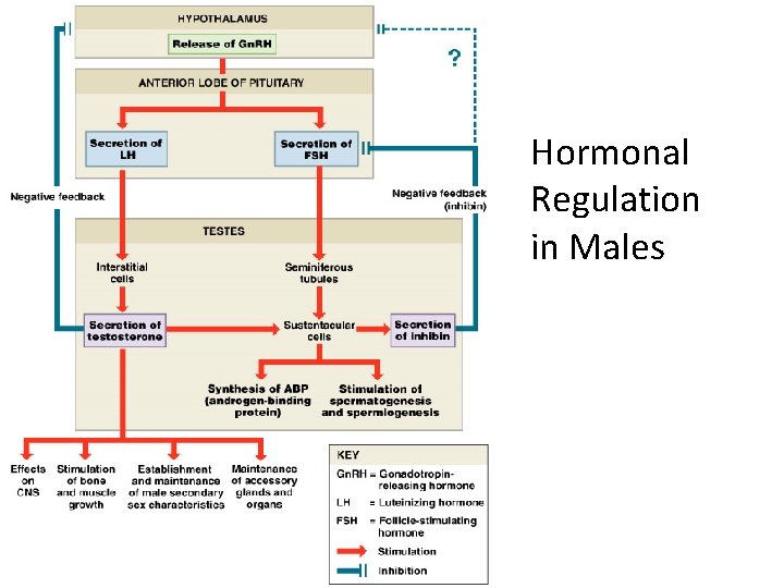 Hormonal Regulation in Males Figure 28– 12 