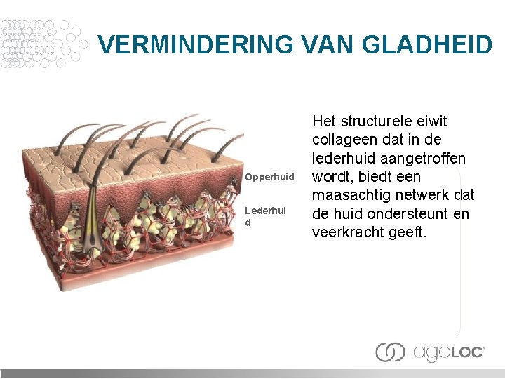 VERMINDERING VAN GLADHEID Opperhuid Lederhui d Het structurele eiwit collageen dat in de lederhuid