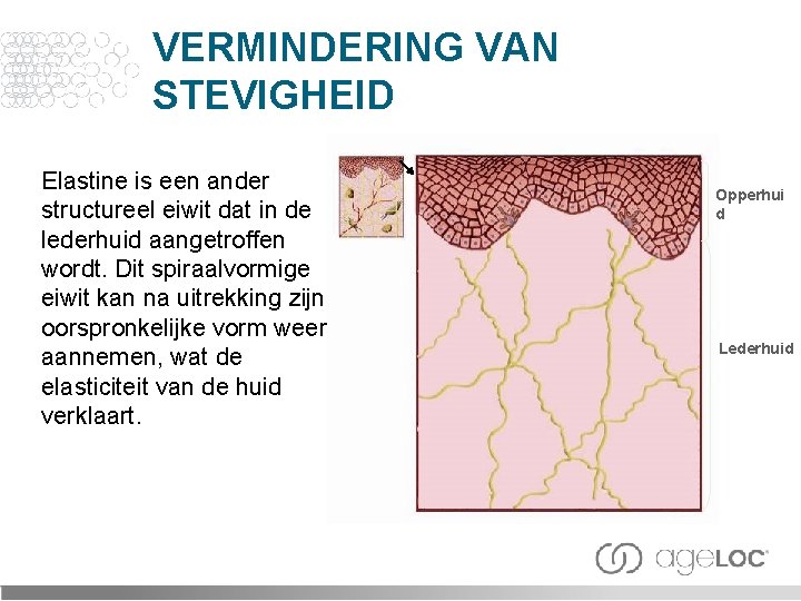 VERMINDERING VAN STEVIGHEID Elastine is een ander structureel eiwit dat in de lederhuid aangetroffen