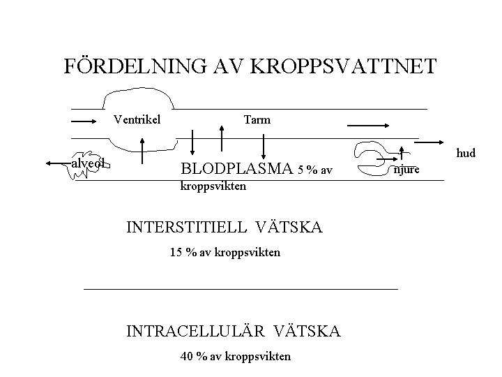 FÖRDELNING AV KROPPSVATTNET Ventrikel alveol Tarm BLODPLASMA 5 % av kroppsvikten INTERSTITIELL VÄTSKA 15 FÖRDELNING AV KROPPSVATTNET Ventrikel alveol Tarm BLODPLASMA 5 % av kroppsvikten INTERSTITIELL VÄTSKA 15