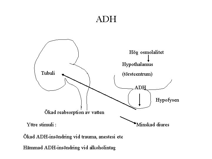 ADH Hög osmolalitet Hypothalamus Tubuli (törstcentrum) ADH Hypofysen Ökad reabsorption av vatten Yttre stimuli ADH Hög osmolalitet Hypothalamus Tubuli (törstcentrum) ADH Hypofysen Ökad reabsorption av vatten Yttre stimuli