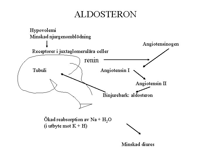 ALDOSTERON Hypovolemi Minskad njurgenomblödning Angiotensinogen Receptorer i juxtaglomerulära celler renin Tubuli Angiotensin II Binjurebark: ALDOSTERON Hypovolemi Minskad njurgenomblödning Angiotensinogen Receptorer i juxtaglomerulära celler renin Tubuli Angiotensin II Binjurebark: