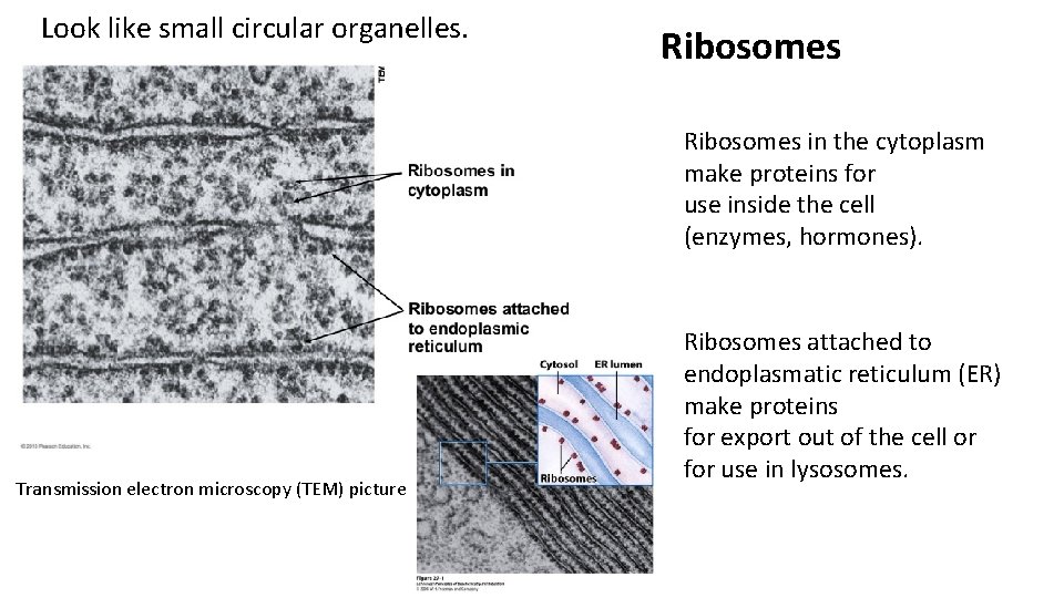 Look like small circular organelles. Ribosomes in the cytoplasm make proteins for use inside