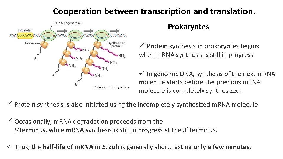 Cooperation between transcription and translation. Prokaryotes ü Protein synthesis in prokaryotes begins when m.