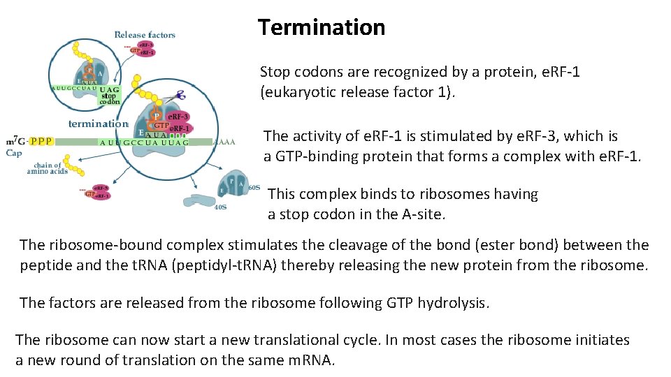 Termination Stop codons are recognized by a protein, e. RF-1 (eukaryotic release factor 1).