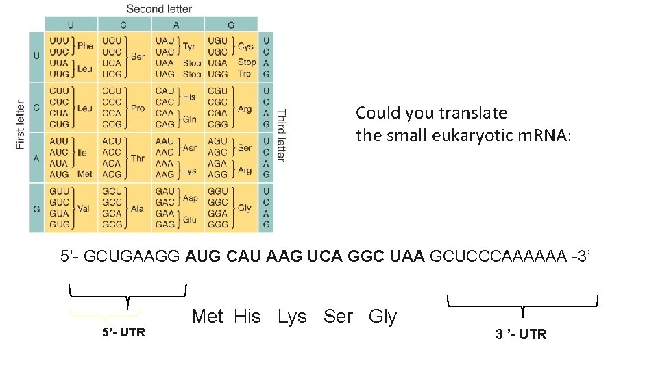 Could you translate the small eukaryotic m. RNA: 5’- GCUGAAGG AUG CAU AAG UCA