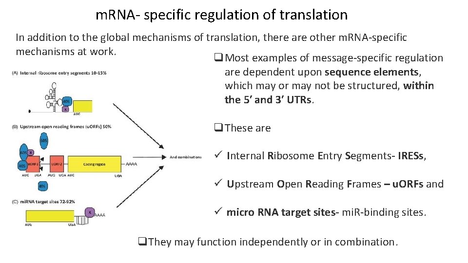 m. RNA- specific regulation of translation In addition to the global mechanisms of translation,