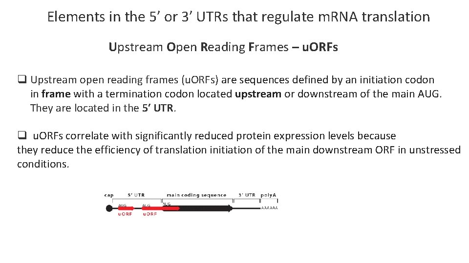 Elements in the 5′ or 3′ UTRs that regulate m. RNA translation Upstream Open