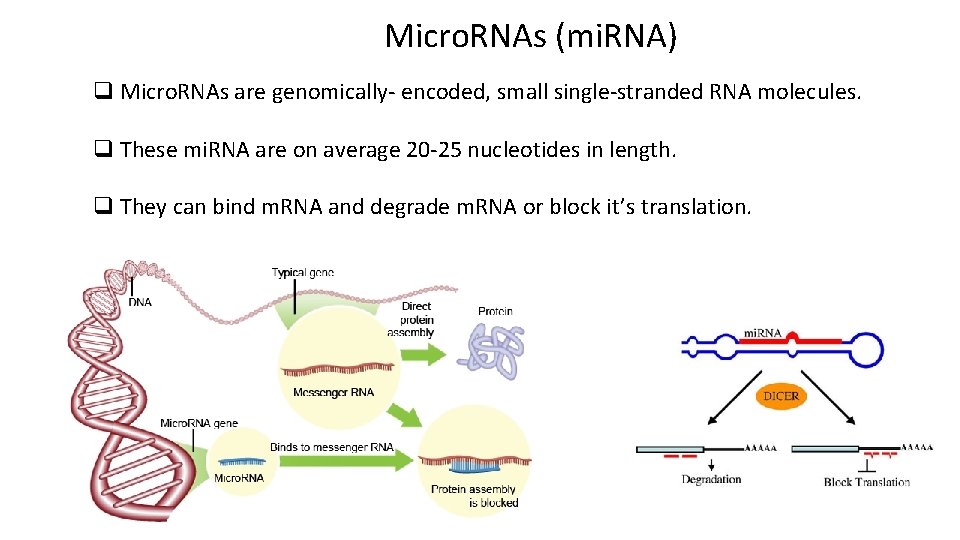Micro. RNAs (mi. RNA) q Micro. RNAs are genomically- encoded, small single-stranded RNA molecules.