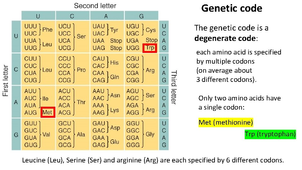 Genetic code The genetic code is a degenerate code: each amino acid is specified