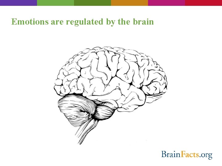 Emotions are regulated by the brain 