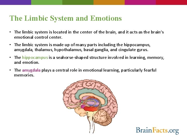 The Limbic System and Emotions • The limbic system is located in the center