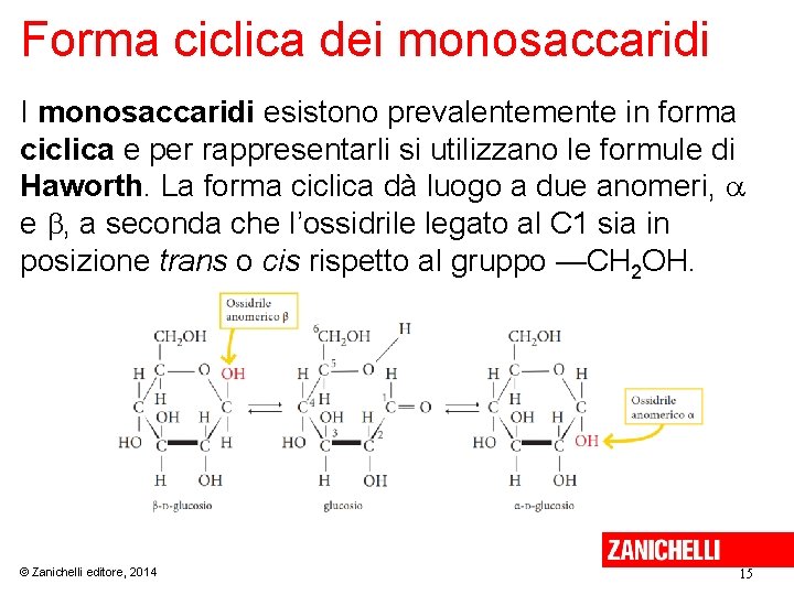 Forma ciclica dei monosaccaridi I monosaccaridi esistono prevalentemente in forma ciclica e per rappresentarli