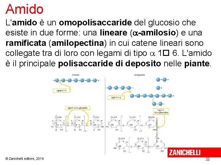 Amido L'amido è un omopolisaccaride del glucosio che esiste in due forme: una lineare