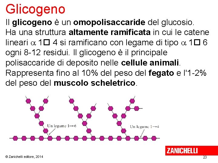 Glicogeno Il glicogeno è un omopolisaccaride del glucosio. Ha una struttura altamente ramificata in