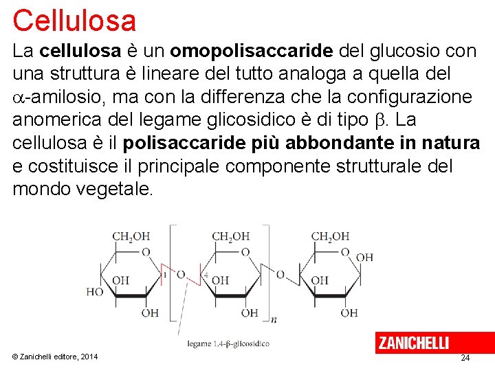 Cellulosa La cellulosa è un omopolisaccaride del glucosio con una struttura è lineare del