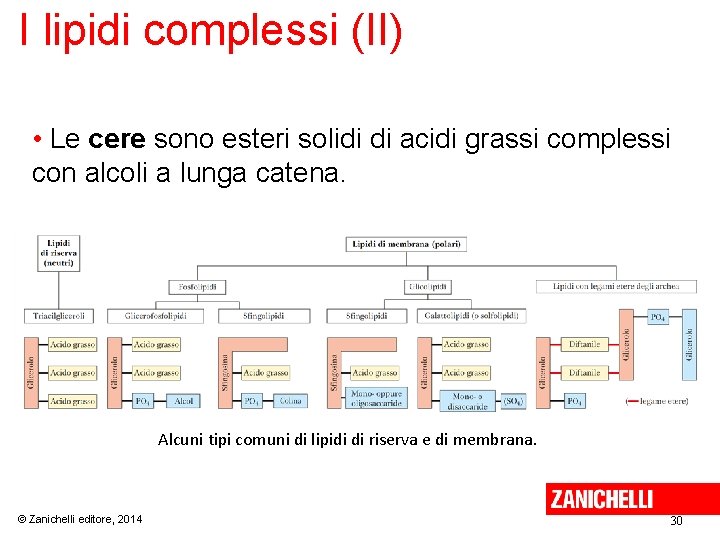 I lipidi complessi (II) • Le cere sono esteri solidi di acidi grassi complessi