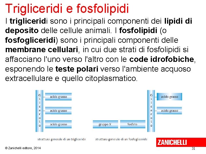 Trigliceridi e fosfolipidi I trigliceridi sono i principali componenti dei lipidi di deposito delle