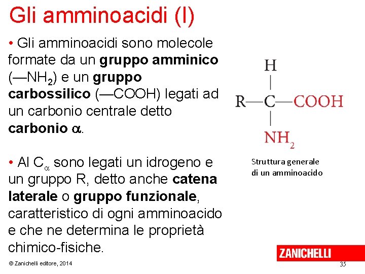 Gli amminoacidi (I) • Gli amminoacidi sono molecole formate da un gruppo amminico (—NH