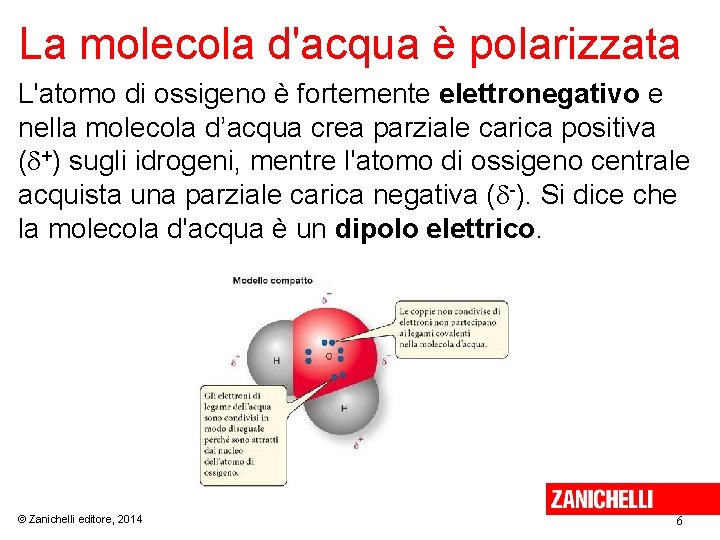 La molecola d'acqua è polarizzata L'atomo di ossigeno è fortemente elettronegativo e nella molecola