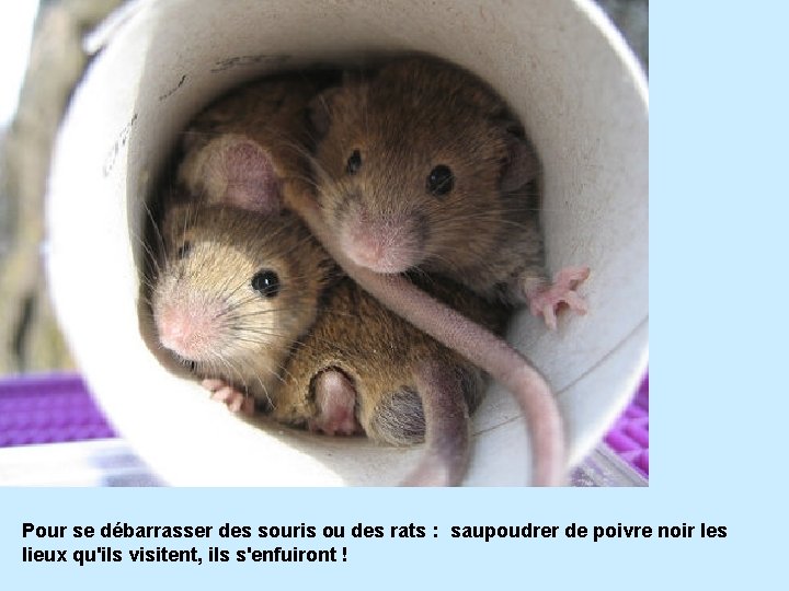 Pour se débarrasser des souris ou des rats : saupoudrer de poivre noir les