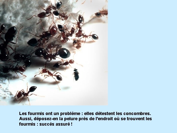 Les fourmis ont un problème : elles détestent les concombres. Aussi, déposez-en la pelure