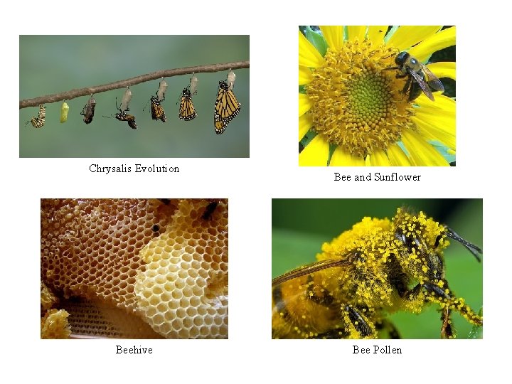 Chrysalis Evolution Beehive Bee and Sunflower Bee Pollen Chrysalis Evolution Beehive Bee and Sunflower Bee Pollen
