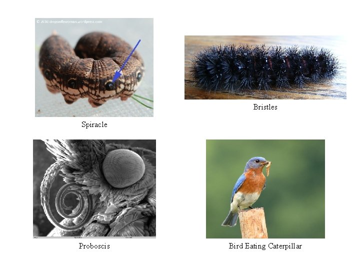 Bristles Spiracle Proboscis Bird Eating Caterpillar Bristles Spiracle Proboscis Bird Eating Caterpillar