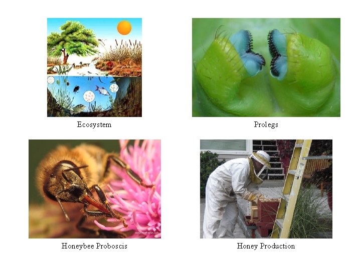 Ecosystem Prolegs Honeybee Proboscis Honey Production Ecosystem Prolegs Honeybee Proboscis Honey Production