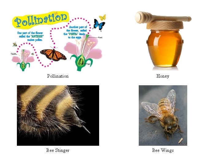 Pollination Honey Bee Stinger Bee Wings Pollination Honey Bee Stinger Bee Wings