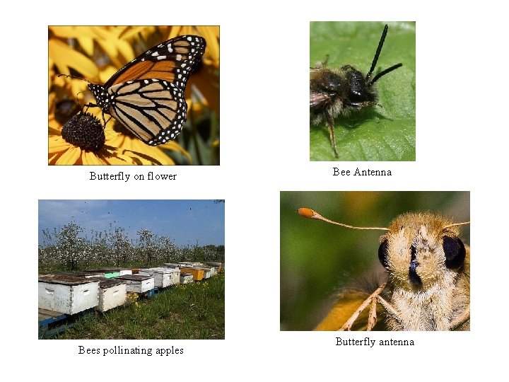 Butterfly on flower Bees pollinating apples Bee Antenna Butterfly antenna Butterfly on flower Bees pollinating apples Bee Antenna Butterfly antenna