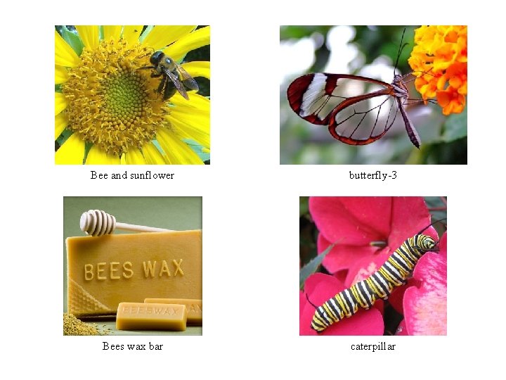 Bee and sunflower butterfly-3 Bees wax bar caterpillar Bee and sunflower butterfly-3 Bees wax bar caterpillar