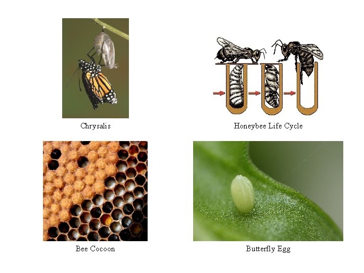 Chrysalis Honeybee Life Cycle Bee Cocoon Butterfly Egg Chrysalis Honeybee Life Cycle Bee Cocoon Butterfly Egg