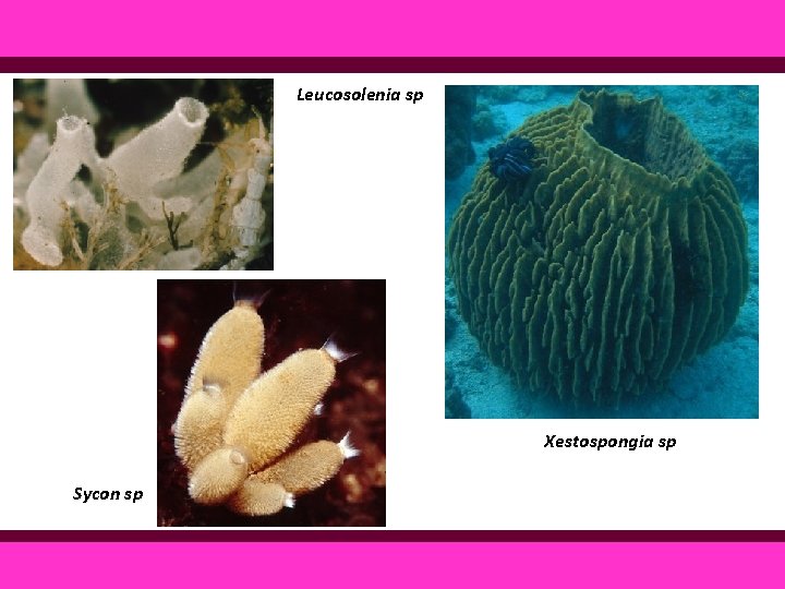 Leucosolenia sp Xestospongia sp Sycon sp 