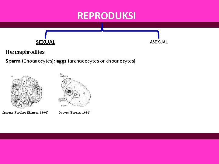 REPRODUKSI SEXUAL ASEXUAL Hermaphrodites Sperm (Choanocytes); eggs (archaeocytes or choanocytes) Sperma Porifera (Barnes, 1994)