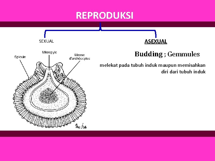 REPRODUKSI SEXUAL ASEXUAL Budding ; Gemmules melekat pada tubuh induk maupun memisahkan diri dari