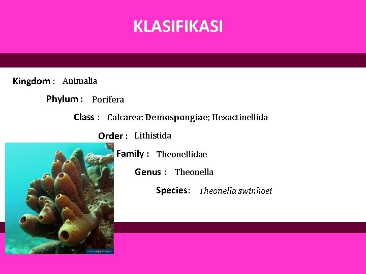 KLASIFIKASI Kingdom : Animalia Phylum : Porifera Class : Calcarea; Demospongiae; Hexactinellida Order :