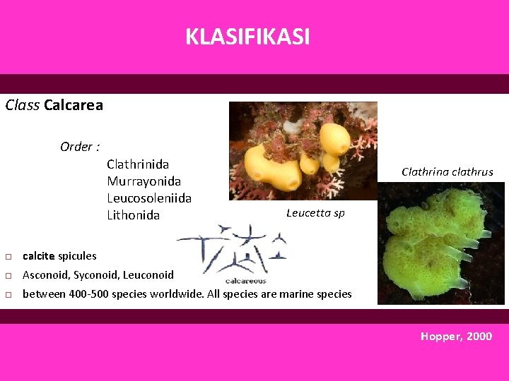 KLASIFIKASI Class Calcarea Order : Clathrinida Murrayonida Leucosoleniida Lithonida Clathrina clathrus Leucetta sp calcite