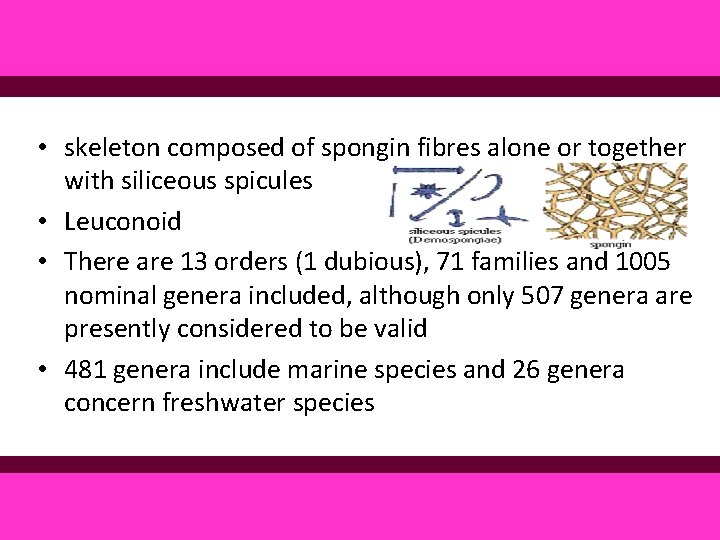  • skeleton composed of spongin fibres alone or together with siliceous spicules •