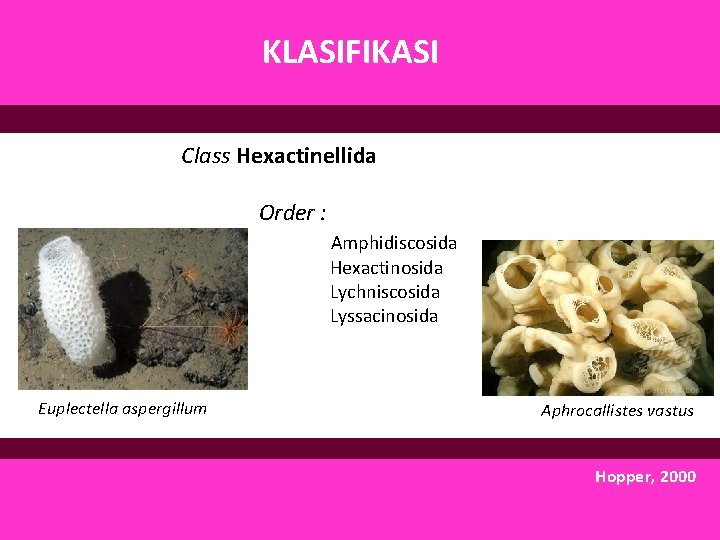 KLASIFIKASI Class Hexactinellida Order : Amphidiscosida Hexactinosida Lychniscosida Lyssacinosida Euplectella aspergillum Aphrocallistes vastus Hopper,