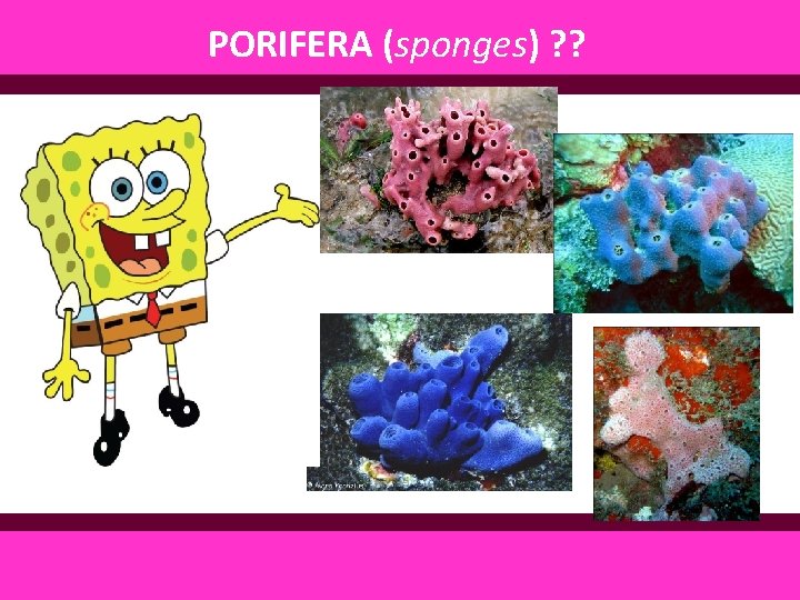 PORIFERA (sponges) ? ? 