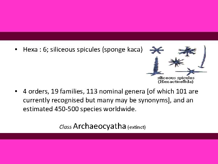  • Hexa : 6; siliceous spicules (sponge kaca) • 4 orders, 19 families,