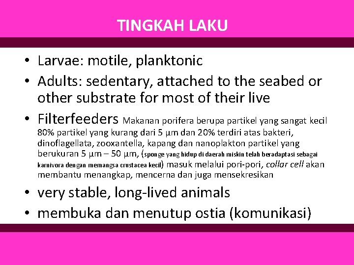 TINGKAH LAKU • Larvae: motile, planktonic • Adults: sedentary, attached to the seabed or